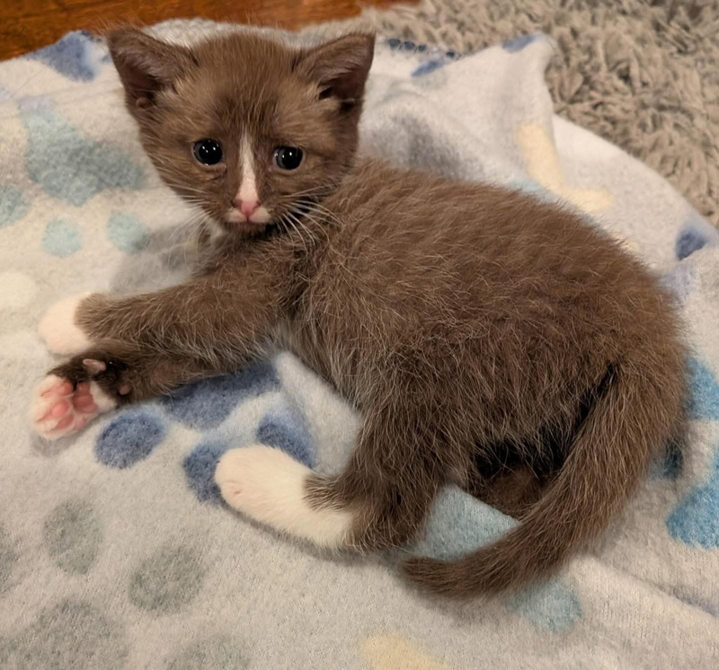 チョコレートブラウンの子猫