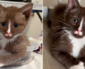 帰宅途中に独りぼっちのチョコレートブラウンの子猫を発見！ 保護先で元気を取り戻すと、みんなの心を次々ととりこに！