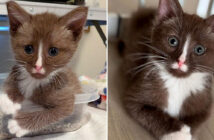 チョコレートブラウンの子猫