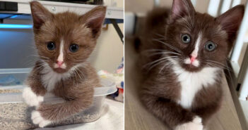 帰宅途中に独りぼっちのチョコレートブラウンの子猫を発見！ 保護先で元気を取り戻すと、みんなの心を次々ととりこに！