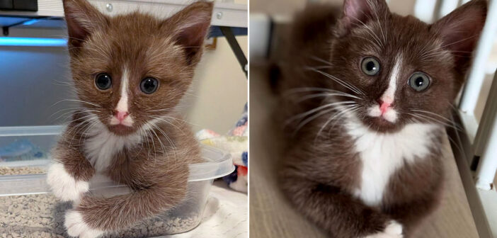 帰宅途中に独りぼっちのチョコレートブラウンの子猫を発見！ 保護先で元気を取り戻すと、みんなの心を次々ととりこに！