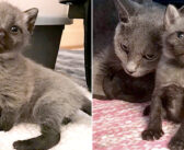 小屋の中で見つかった、ちょっと変わった毛色の子猫達。成長するにつれて、毛の色が徐々に変化していく様子にビックリ!