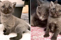 保護された猫の親子