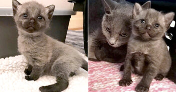 小屋の中で見つかった、ちょっと変わった毛色の子猫達。成長するにつれて、毛の色が徐々に変化していく様子にビックリ!