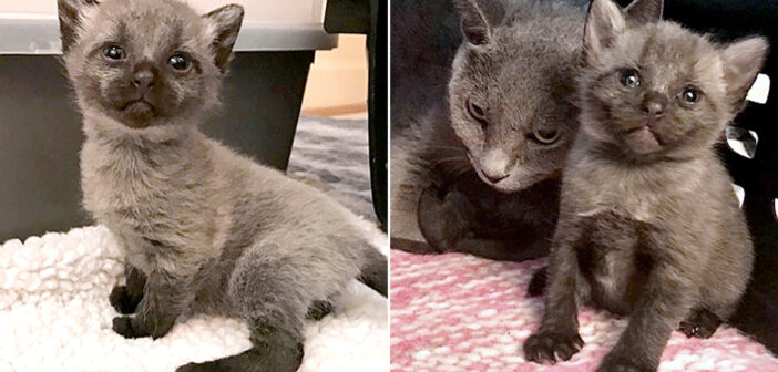 小屋の中で見つかった、ちょっと変わった毛色の子猫達。成長するにつれて、毛の色が徐々に変化していく様子にビックリ!