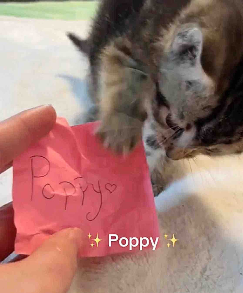 自分で名前を決めた子猫