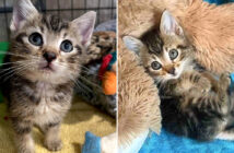 夢を叶えた保護子猫