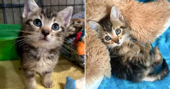 夢を叶えた保護子猫