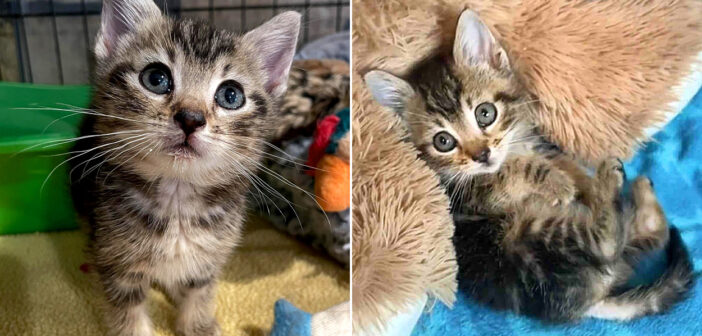 スタッフを説得して、保護施設から連れ出してもらった子猫。手を貸してもらいながら、幸せいっぱいの夢を実現させる