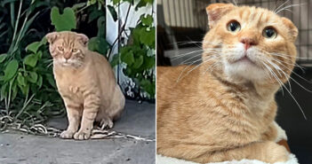 耳が折れていた保護猫