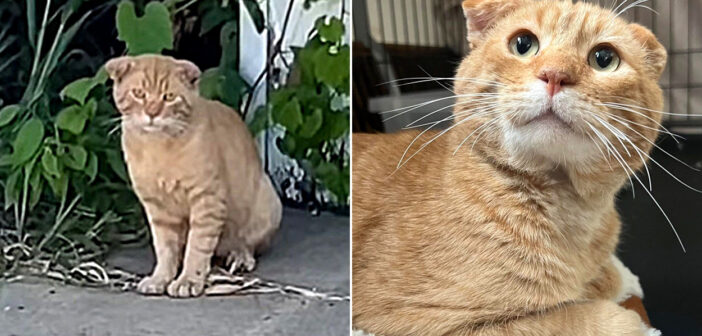 車で帰宅している最中に耳が折れた猫を発見した女性。諦めずに愛情を注ぎ続けると、最高の結末が待っていた！