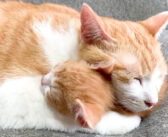 子猫のことが大好きで、保護子猫を抱きしめながら眠りにつく先住猫。幸せいっぱいのふたりの姿に心が温まる♡