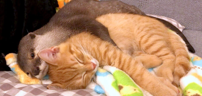 カワウソと子猫