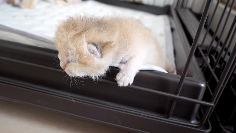 脱走しようとする子猫