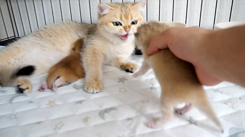 子猫を怒る母猫