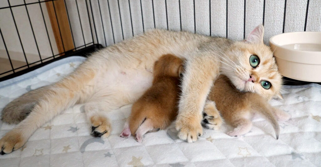 dassookorare_cat_title-