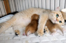 愛情いっぱいの猫の親子