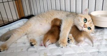 ケージから脱走しようとしてママ猫に怒られちゃった子猫。愛情溢れる親子の姿に心がポカポカ温まる (*´ェ`*)♡