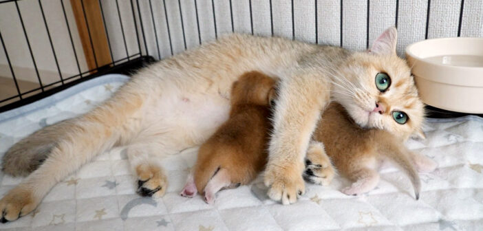 ケージから脱走しようとしてママ猫に怒られちゃった子猫。愛情溢れる親子の姿に心がポカポカ温まる (*´ェ`*)♡