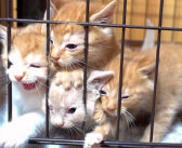 帰宅すると物凄い勢いでお出迎えしてくれる子猫の兄弟。溢れんばかりのエネルギーで部屋中を走り回る姿が可愛すぎる♡