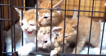 帰宅すると物凄い勢いでお出迎えしてくれる子猫の兄弟。溢れんばかりのエネルギーで部屋中を走り回る姿が可愛すぎる♡