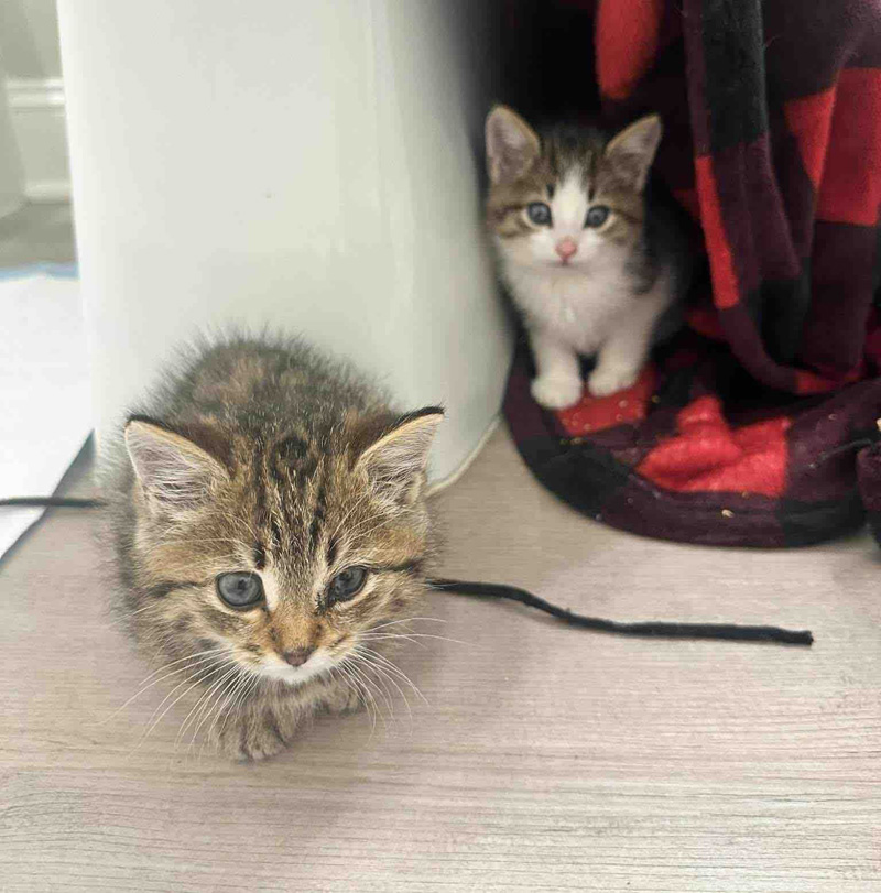 保護された子猫達