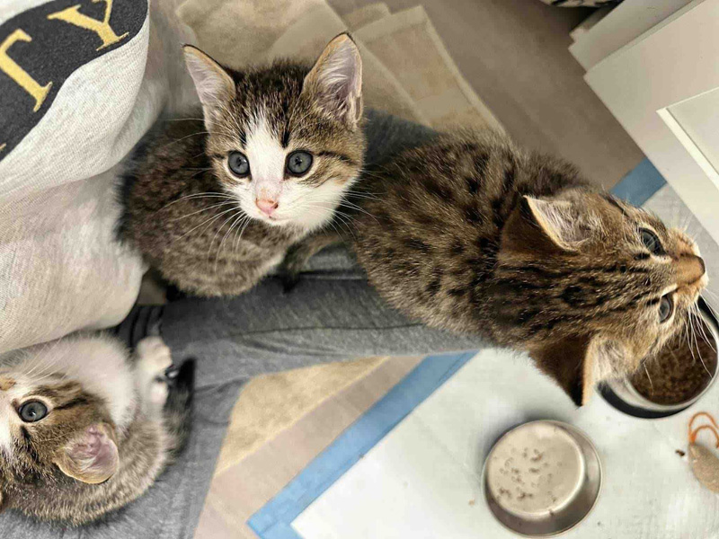 再会した子猫達