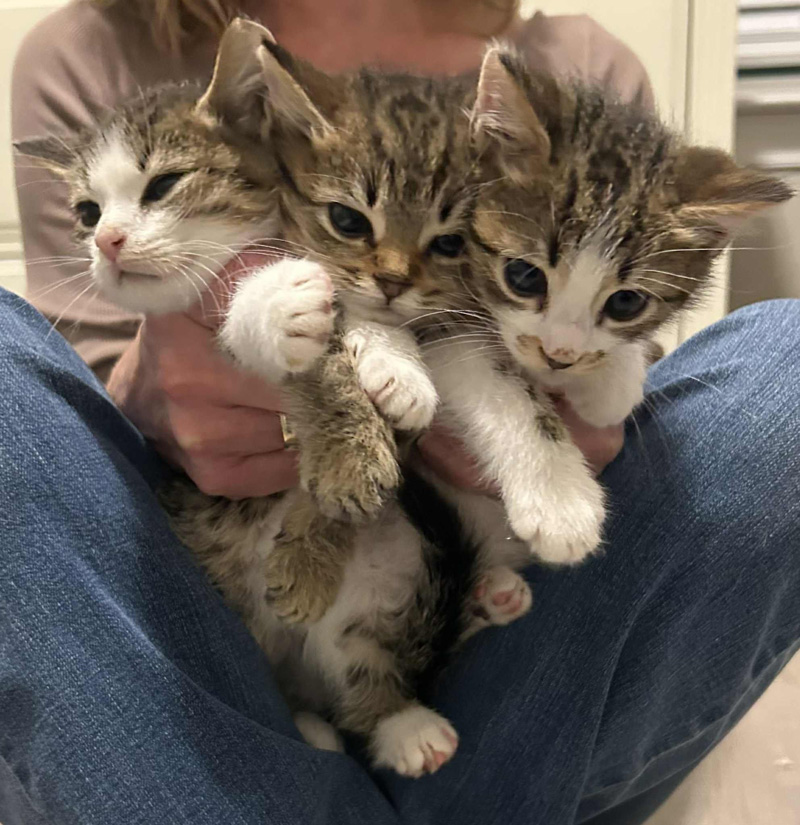 持たれる子猫達