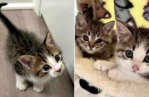 保護されて再会した子猫達