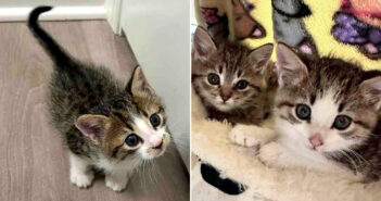 保護されて再会した子猫達