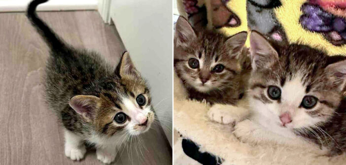 保護されて再会した子猫達