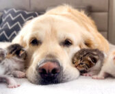 ゴールデンレトリバーのことをお母さんのように思っている子猫達。幸せそうに寄り添いながら甘える様子に癒される♡