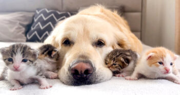 ゴールデンレトリバーのことをお母さんのように思っている子猫達。幸せそうに寄り添いながら甘える様子に癒される♡