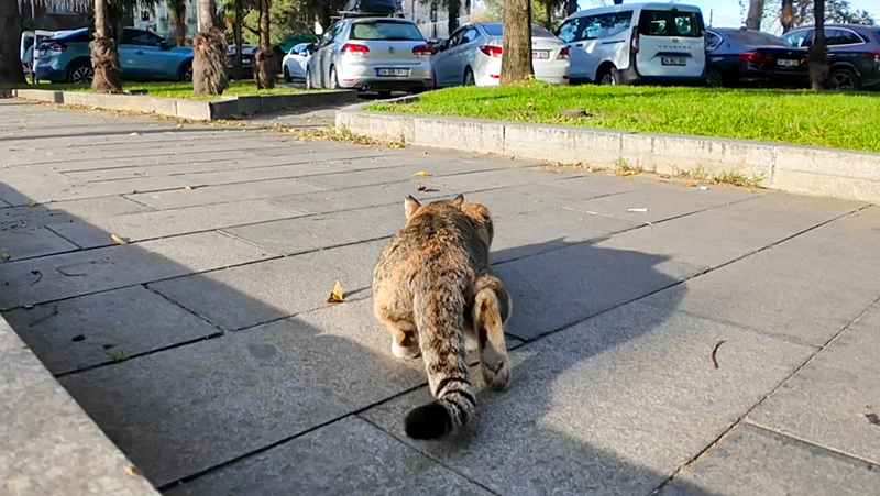 ターゲットにロックオンした猫