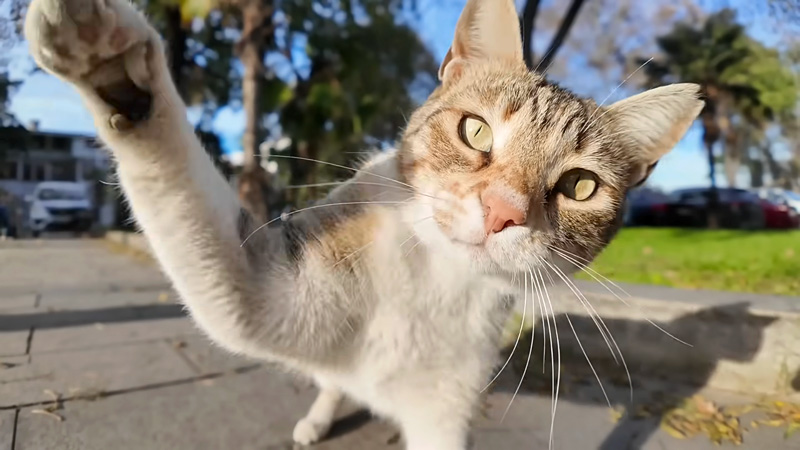 八つ当たりの猫パンチ