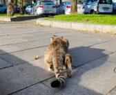 獲物を逃して怒りのパンチ!? カメラに八つ当たりする猫さんの姿が可愛すぎた ( *´艸`)♡