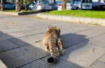 ターゲットにロックオンした猫