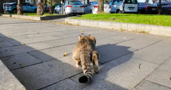 獲物を逃して怒りのパンチ!? カメラに八つ当たりする猫さんの姿が可愛すぎた ( *´艸`)♡