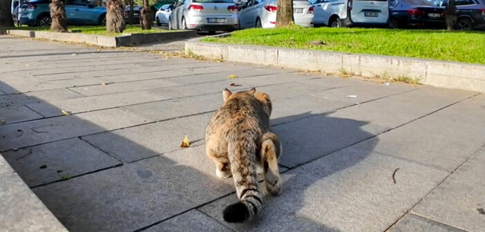 獲物を逃して怒りのパンチ!? カメラに八つ当たりする猫さんの姿が可愛すぎた ( *´艸`)♡