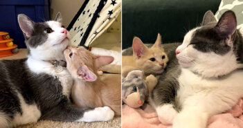 出会った瞬間に先住猫のとりこになった保護子猫。どうしても仲良くなりたくて、猛アプローチの末に最高の家族に！