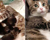 何年も路上で暮らした後、我が子と一緒に保護された母猫。家の中での生活に温かい幸せを見つけ、新しい人生を歩み始める