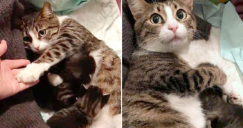 何年も路上で暮らした後、我が子と一緒に保護された母猫。家の中での生活に温かい幸せを見つけ、新しい人生を歩み始める