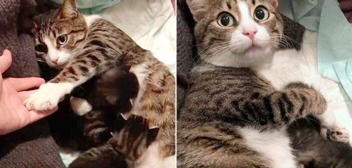 何年も路上で暮らした後、我が子と一緒に保護された母猫。家の中での生活に温かい幸せを見つけ、新しい人生を歩み始める