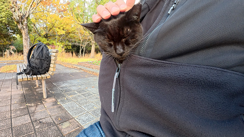 服の中に入った猫