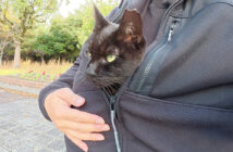 服に潜り込んだ猫