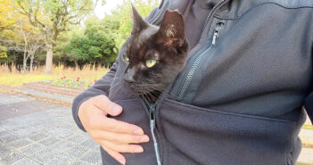 服に潜り込んだ猫