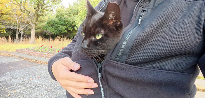 服に潜り込んだ猫