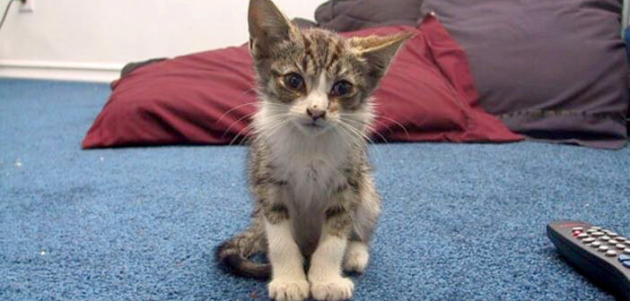 玄関先にいた子猫