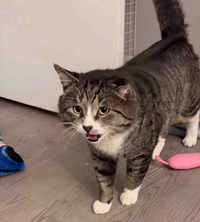 室内生活を始めた猫