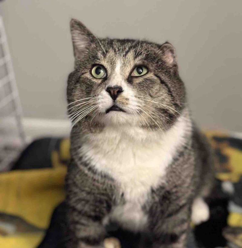 幸せになった猫